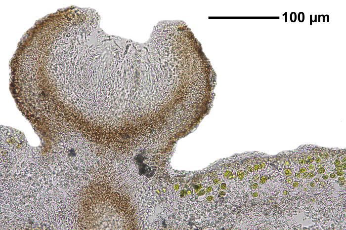 Trapelia glebulosa (Sm.) J. R. Laundon, 2005