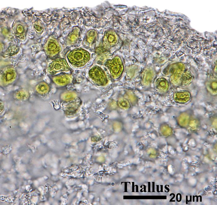 Trapelia glebulosa (Sm.) J. R. Laundon, 2005