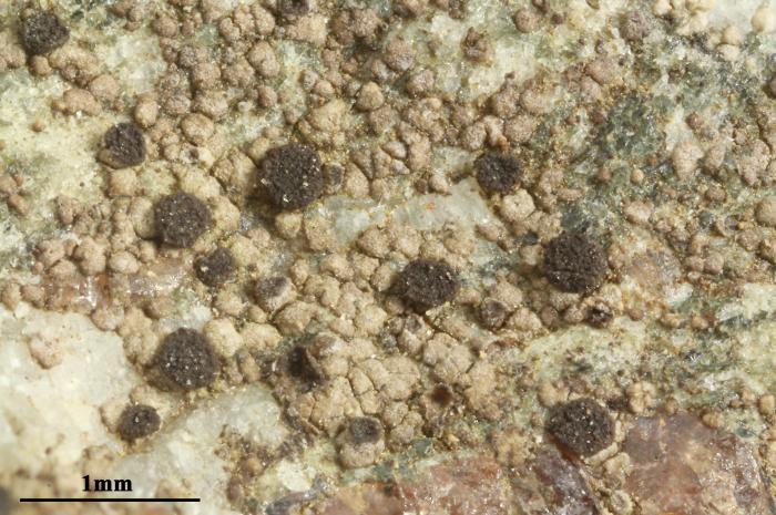 Trapelia glebulosa (Sm.) J. R. Laundon, 2005