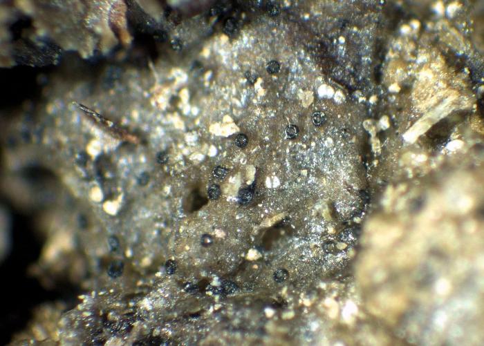 Epigloea soleiformis Döbbeler
