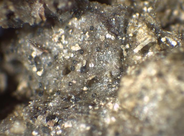 Epigloea soleiformis Döbbeler