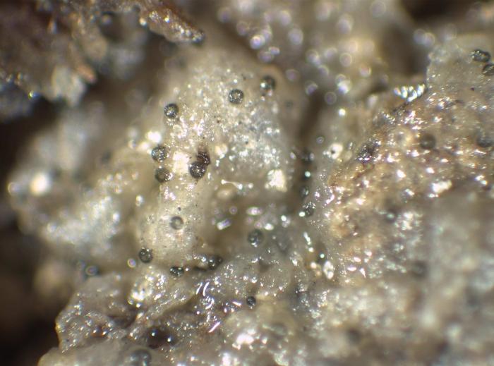 Epigloea soleiformis Döbbeler