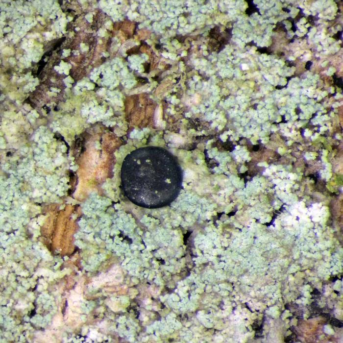 Megalaria pulverea (Borrer) Hafellner & E. Schreiner, 1992