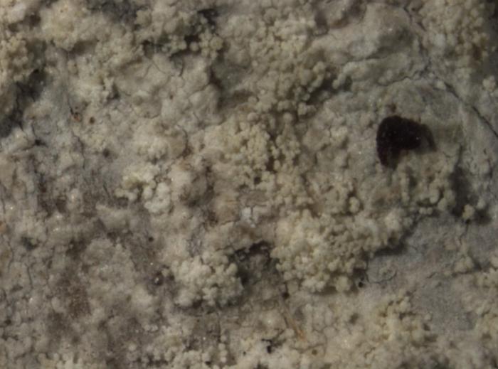 Megalaria pulverea (Borrer) Hafellner & E. Schreiner, 1992