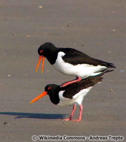 Haematopus ostralegus Linnaeus, 1758