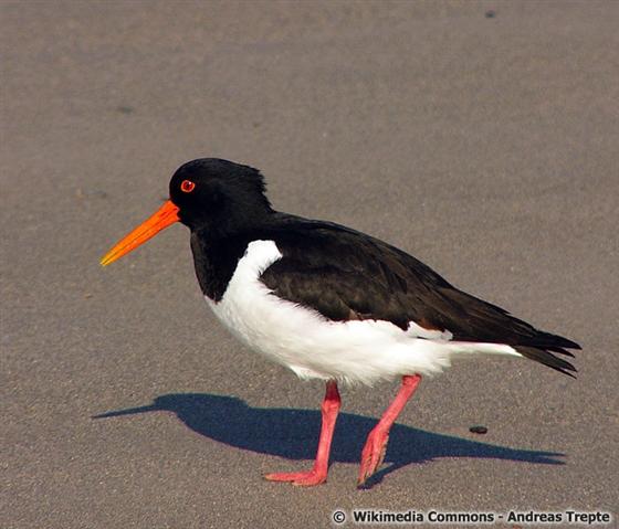 Haematopus ostralegus Linnaeus, 1758