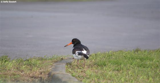 Haematopus ostralegus Linnaeus, 1758