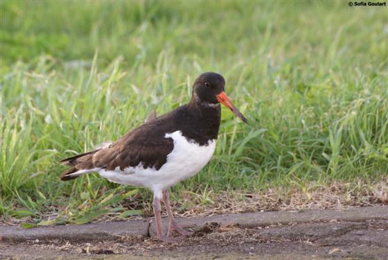 Haematopus ostralegus Linnaeus, 1758