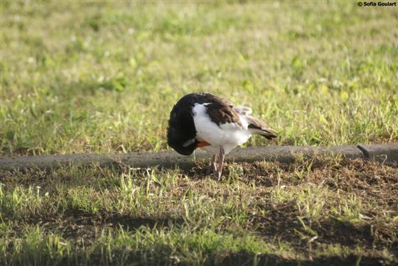 Haematopus ostralegus Linnaeus, 1758