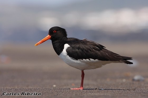 Haematopus ostralegus Linnaeus, 1758