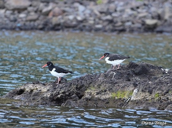 Haematopus ostralegus Linnaeus, 1758
