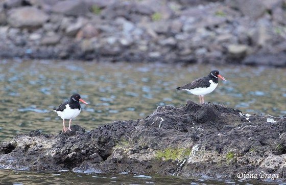 Haematopus ostralegus Linnaeus, 1758
