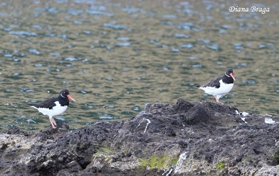 Haematopus ostralegus Linnaeus, 1758