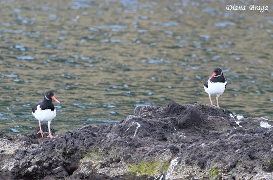 Haematopus ostralegus Linnaeus, 1758