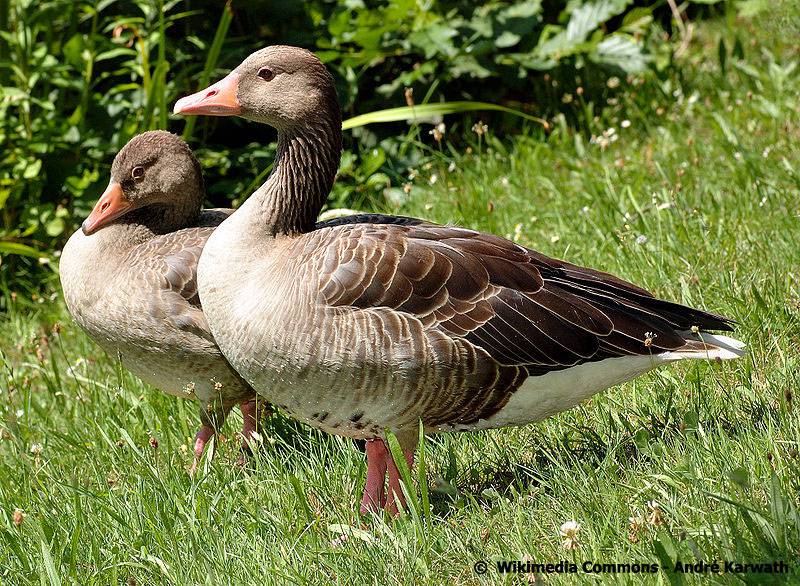 Anser anser (Linnaeus, 1758) | Azorean Biodiversity Portal