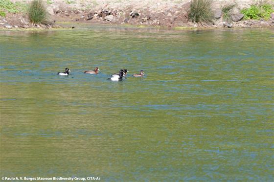 © Paulo A. V. Borges