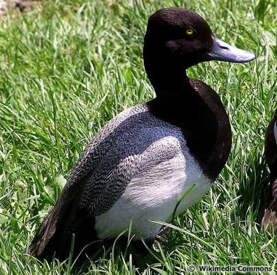 © Wikimedia Commons