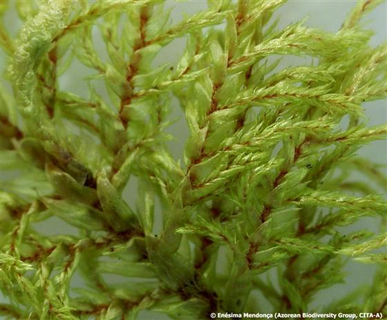 © Enésima Mendonça