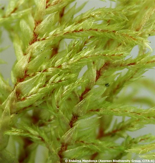 © Enésima Mendonça