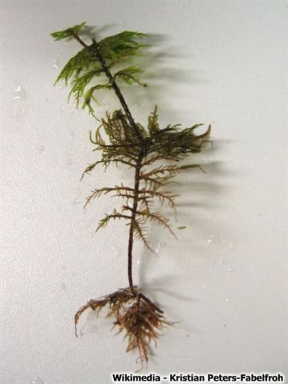 © Kristian Peters-Fabelfroh