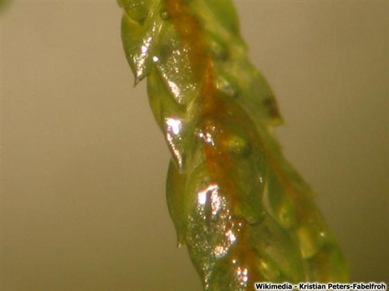 © Kristian Peters-Fabelfroh