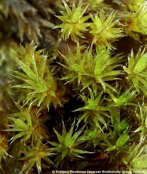 © Enésima Mendonça