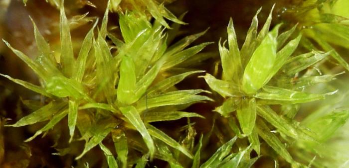 © Enésima Mendonça