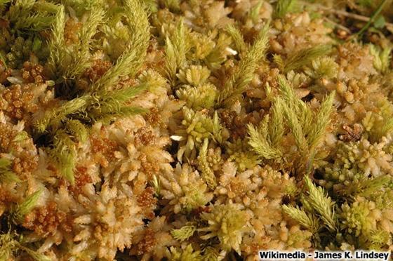 Aulacomnium palustre (Hedw.) Schwägr.