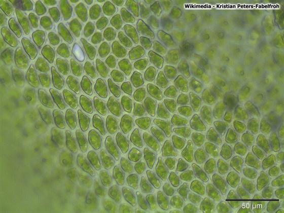 Aulacomnium palustre (Hedw.) Schwägr.