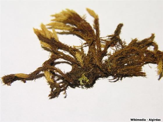 Aulacomnium palustre (Hedw.) Schwägr.