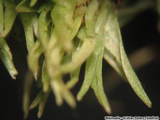 © Kristian Peters-Fabelfroh