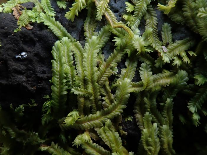 Saccogyna viticulosa (L.) Dumort.
