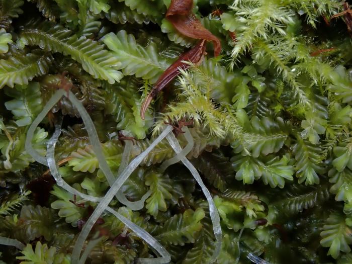 Saccogyna viticulosa (L.) Dumort.
