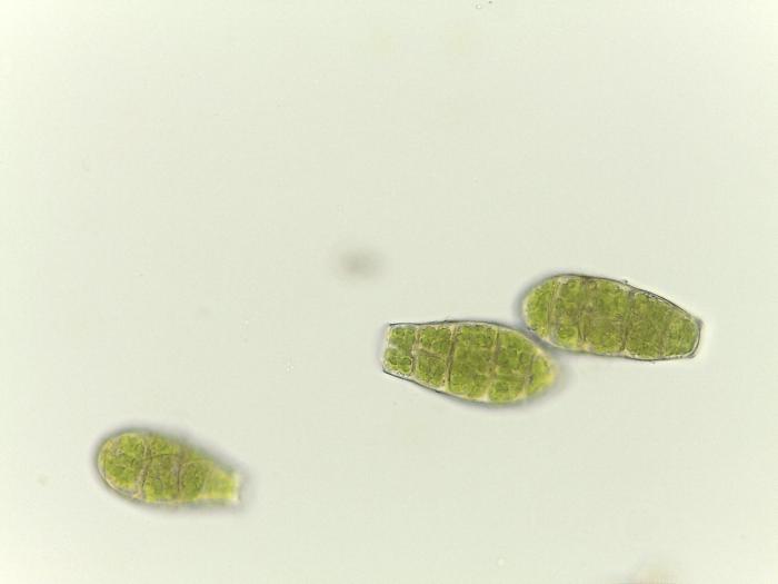 &copy; Rosalina Gabriel