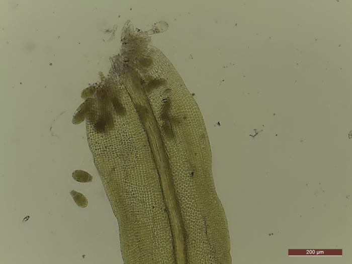 &copy; Rosalina Gabriel