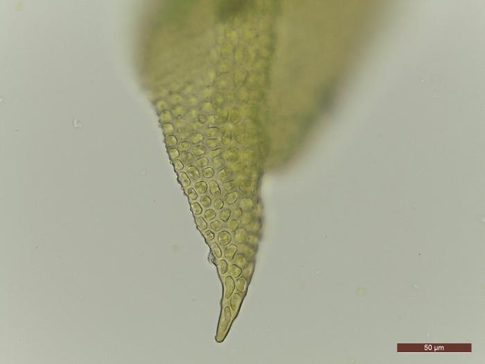 &copy; Rosalina Gabriel