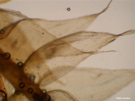Isopterygium tenerum (Sw.) Mitt.