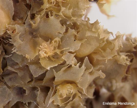 © Enésima Mendonça