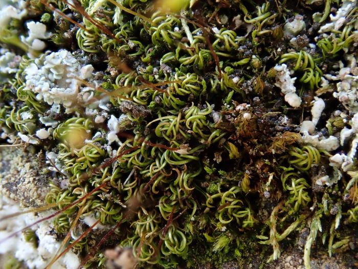 Trichostomum brachydontium Bruch