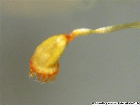 © Kristian Peters-Fabelfroh