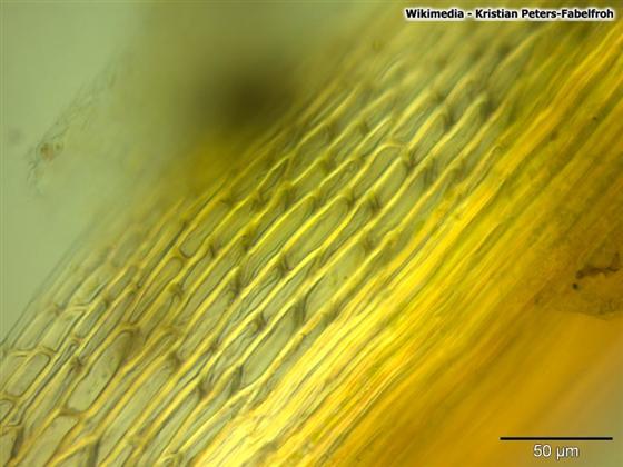 © Kristian Peters-Fabelfroh