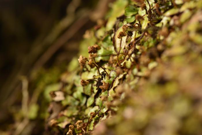 © Paulo A. V. Borges