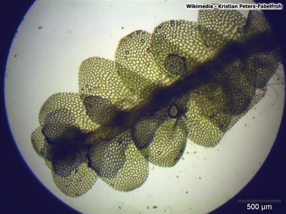 © Kristian Peters-Fabelfroh