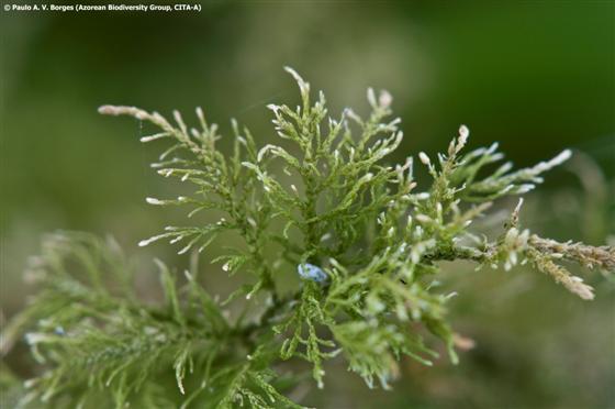 © Paulo A. V. Borges