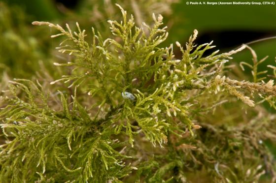 © Paulo A. V. Borges