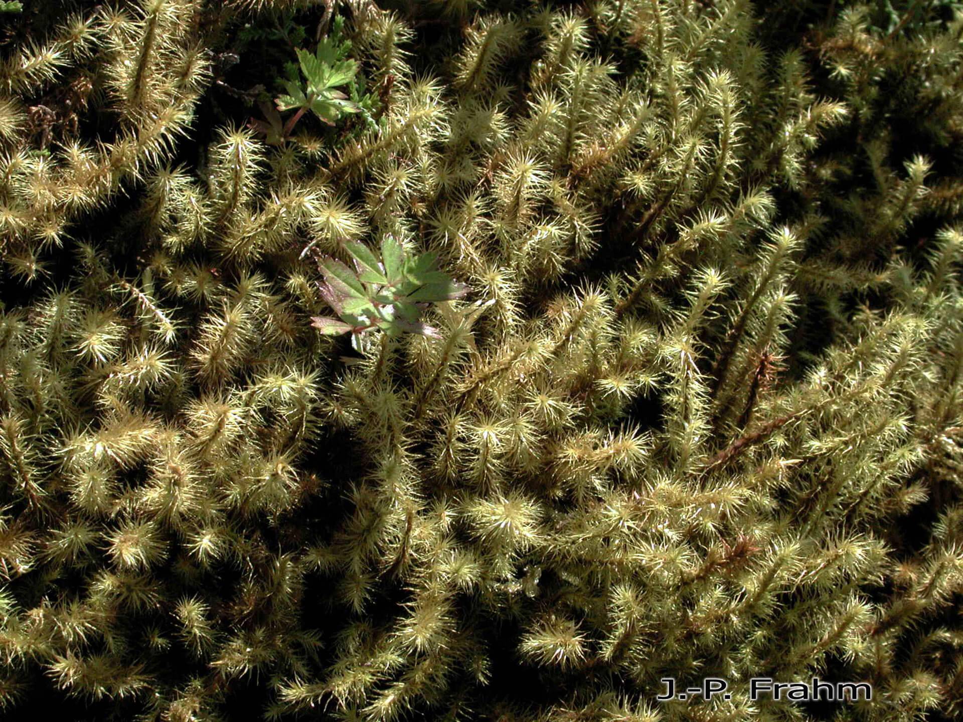 Breutelia deflexifolia: Unraveling the Hidden World of a Fascinating ...