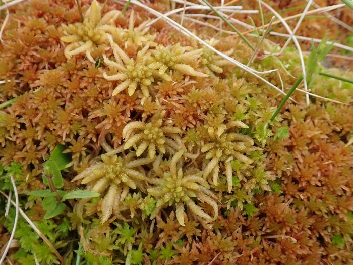 &copy; Rosalina Gabriel