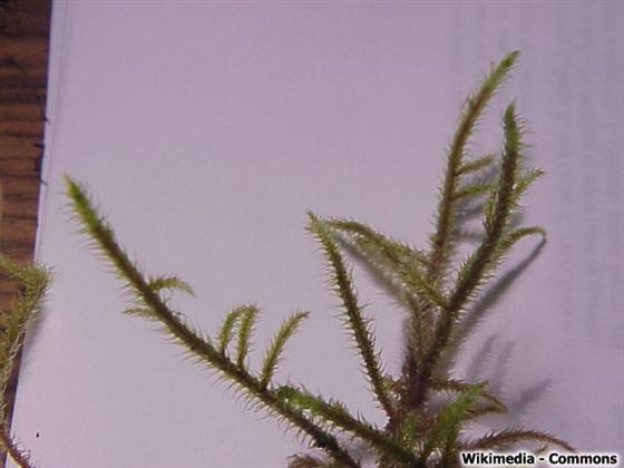 © Wikimedia Commons