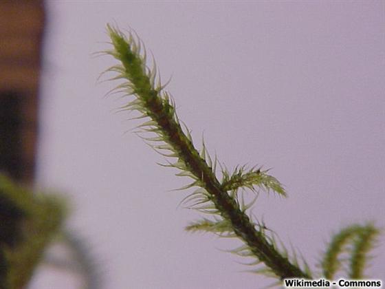 © Wikimedia Commons