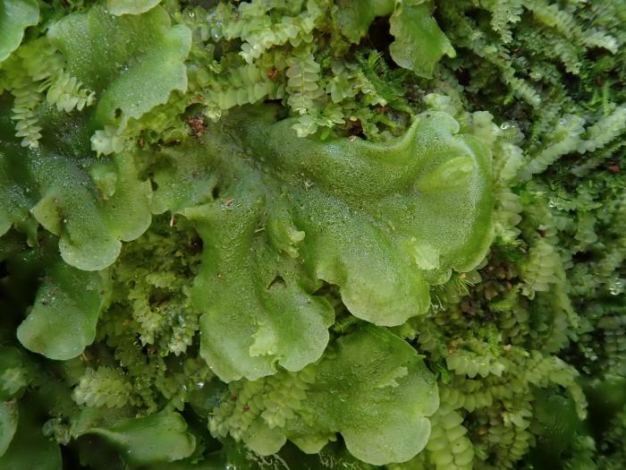 Pellia epiphylla (L.) Corda